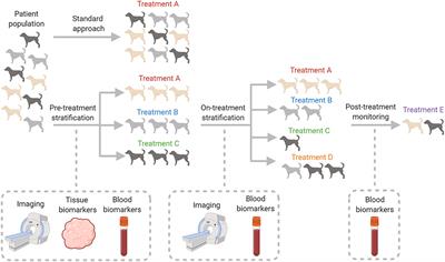 The Importance of the Tumor Microenvironment and Hypoxia in Delivering a Precision Medicine Approach to Veterinary Oncology